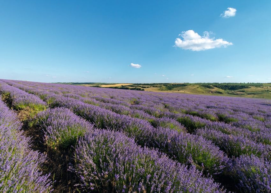 Lavender Oil, Relaxing Body Oil, Calming Massage Oil, Dermatologically Tested, 100% Certified Natural, Vegan, 100Ml