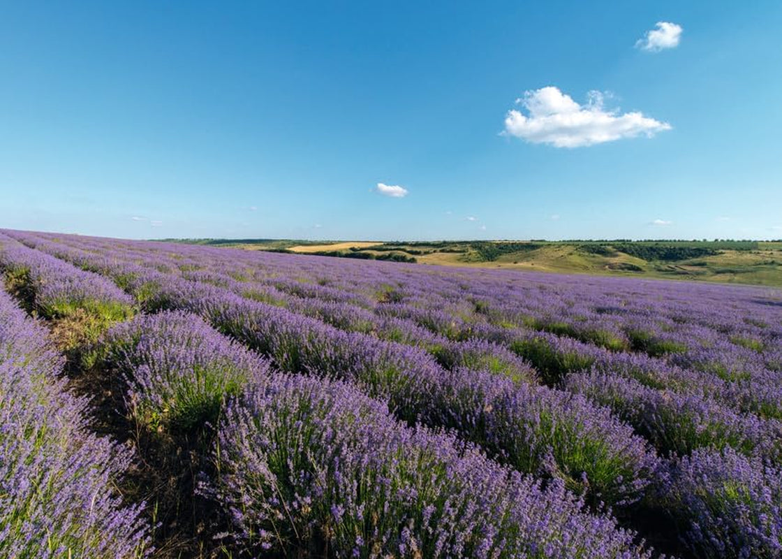 Lavender Oil, Relaxing Body Oil, Calming Massage Oil, Dermatologically Tested, 100% Certified Natural, Vegan, 100Ml